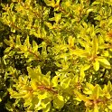 Origanum vulgare 'Gold'